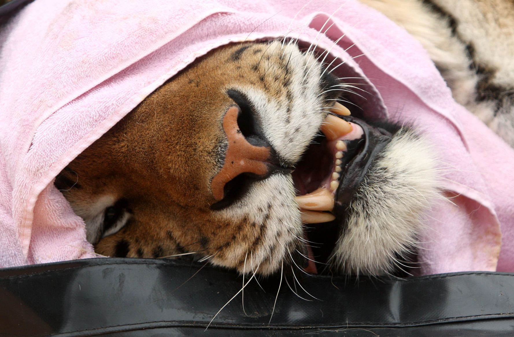 Tiger Move
